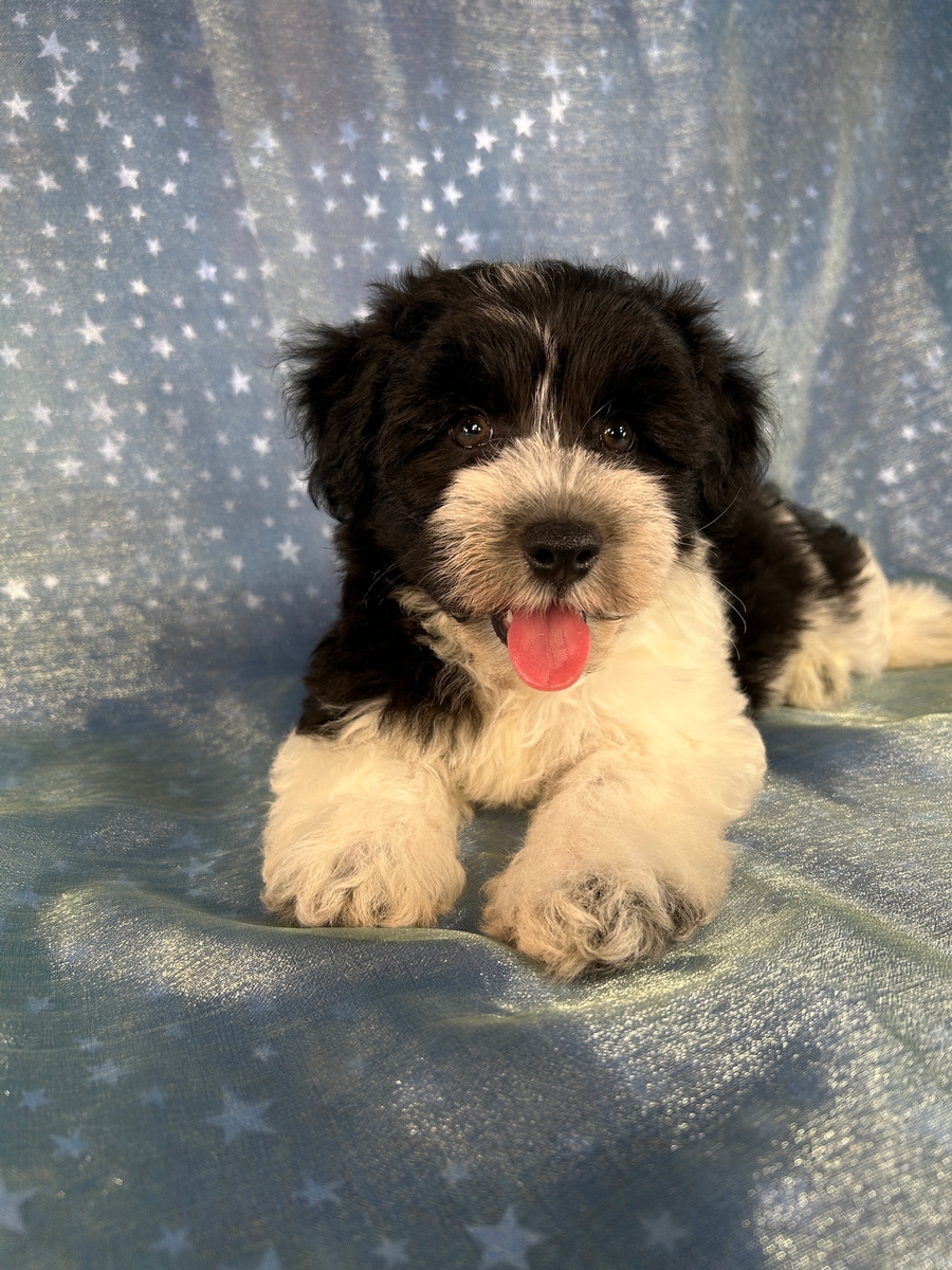 Black and White F1 Mega Coat Miniature Schnoodle Puppy $950